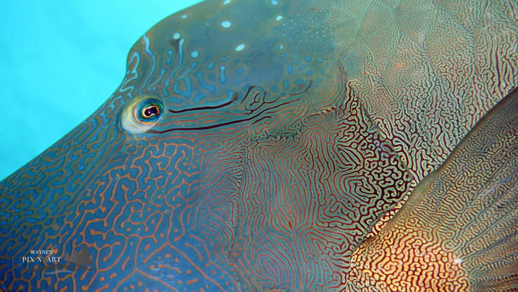 Underwater Photo: Giant Wrasse, Up close and Personal, Palau