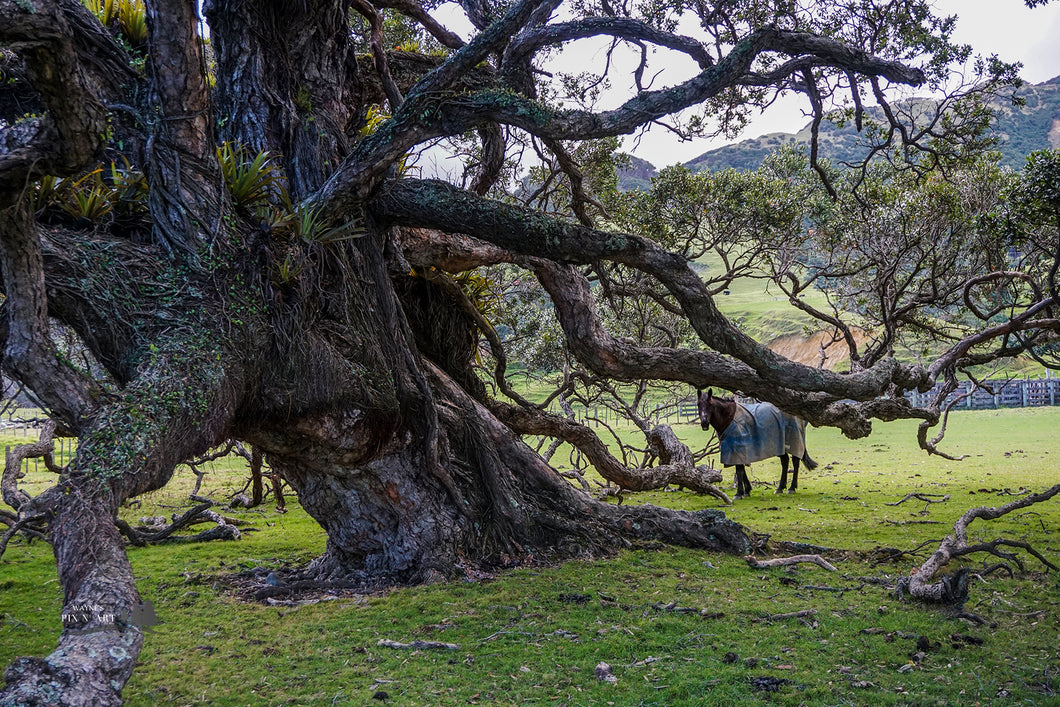 Photo NZ: Horse & Pohutakawa Tree, Coromandel Penninsula New Zealand