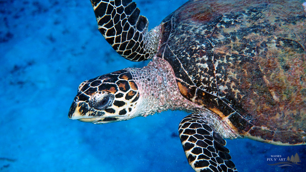Underwater Photo: Turtle at the Blue Hole, Palau