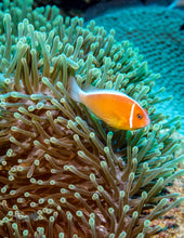 Load image into Gallery viewer, Underwater Photo: Skunk Clown Fish
