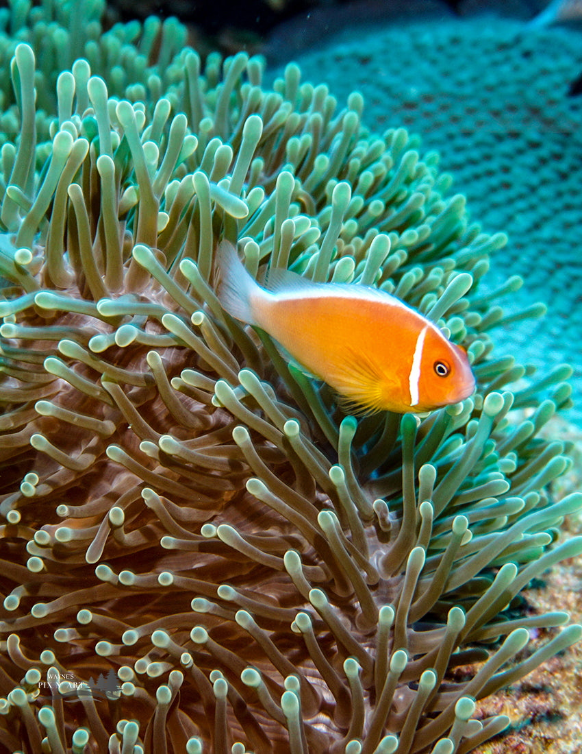 Underwater Photo: Skunk Clown Fish