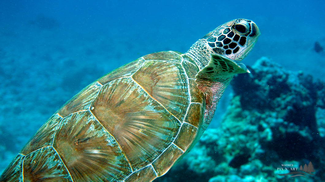 Underwater Photo:  Sea Turtle