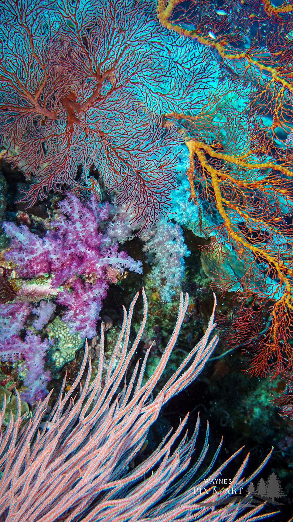 Underwater Photo: Palau Coral