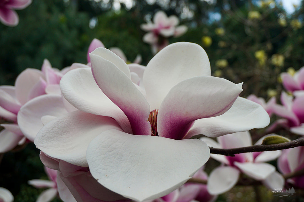 Photo: Magnolia Blossum