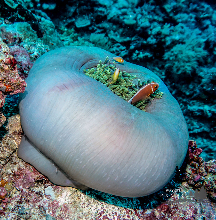 Underwater Photo: Closed Up Anemone Palau