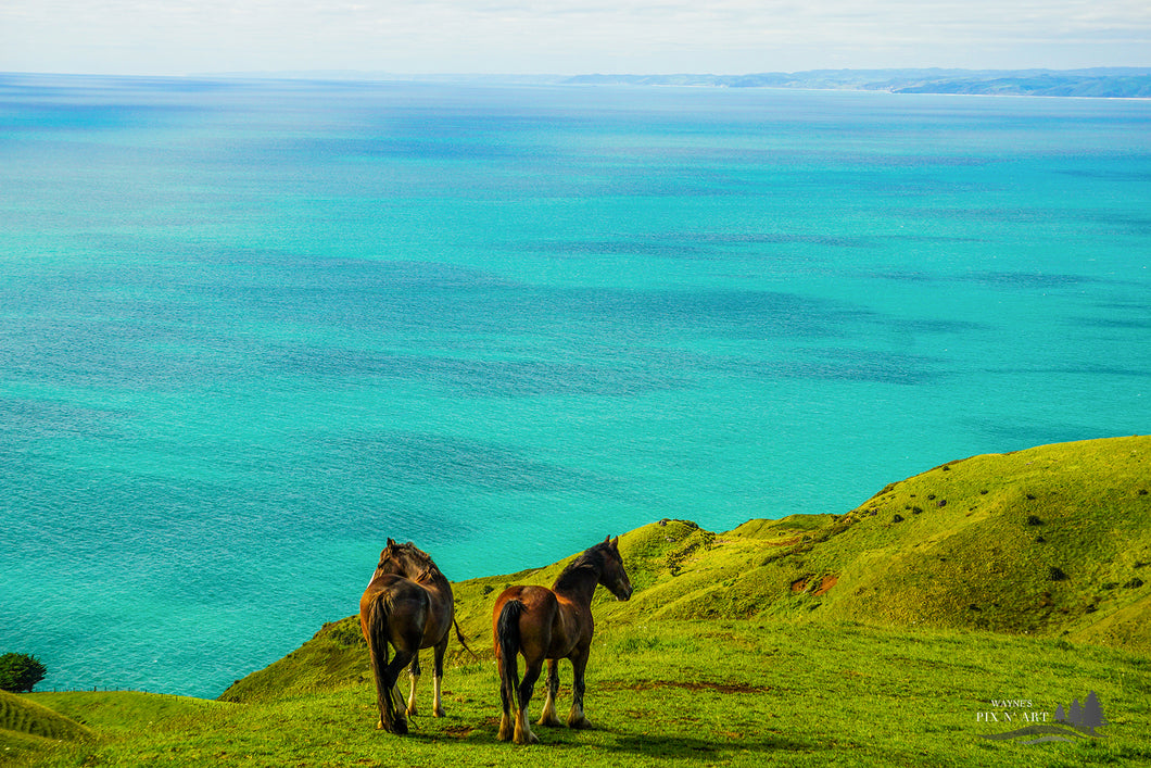 Photo NZ: Horses with a View