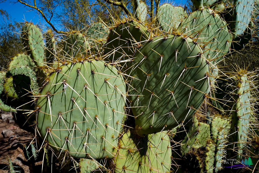 Photo: Prickly Pear