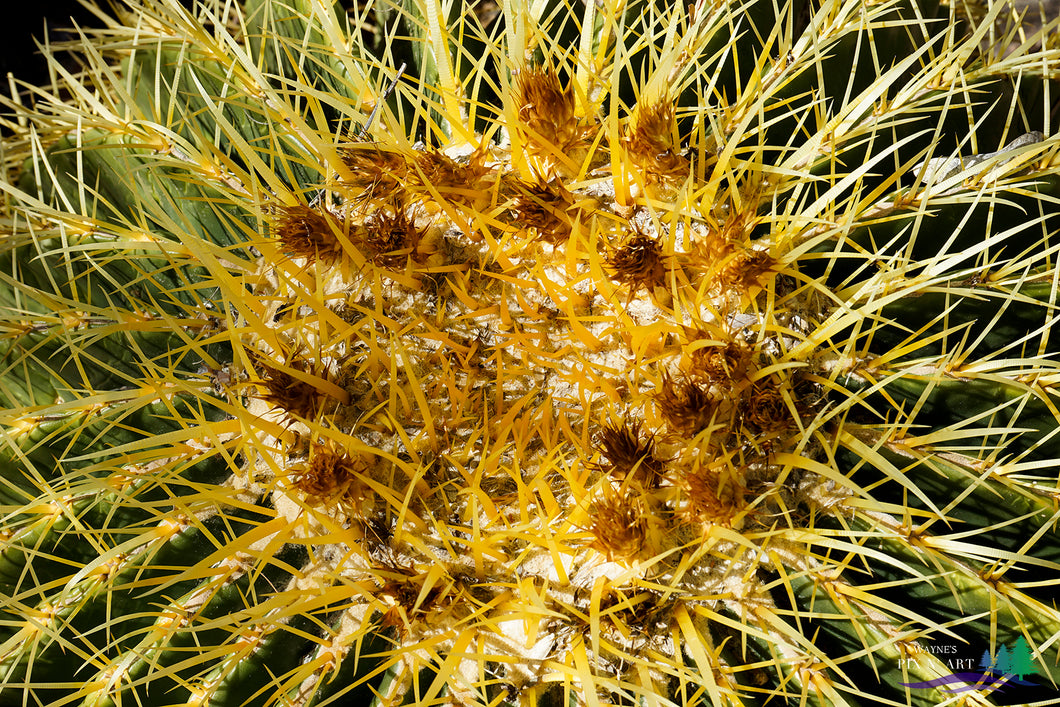 Photo: Macro of Cactus