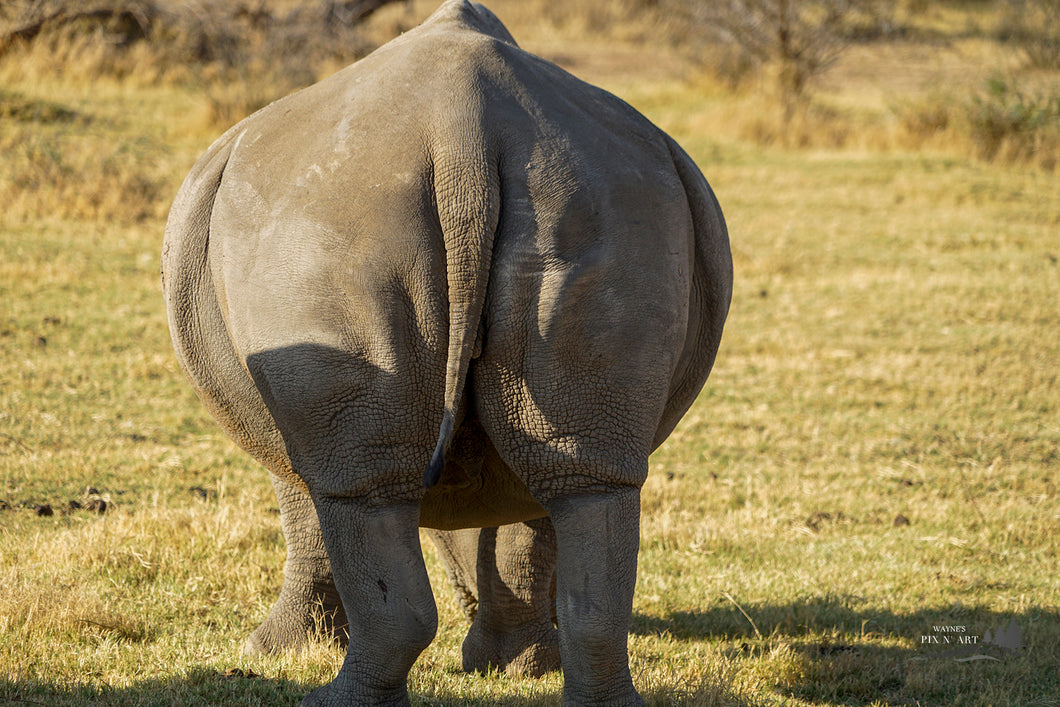 Photo: Rhino rear.