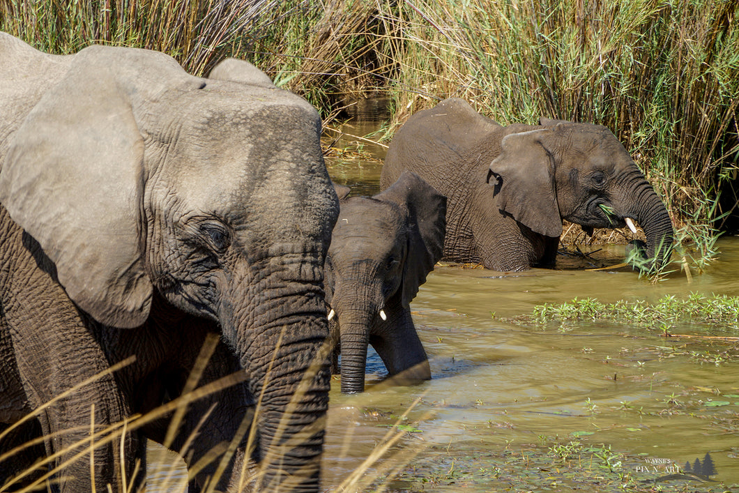 Photo: Elephants snacking