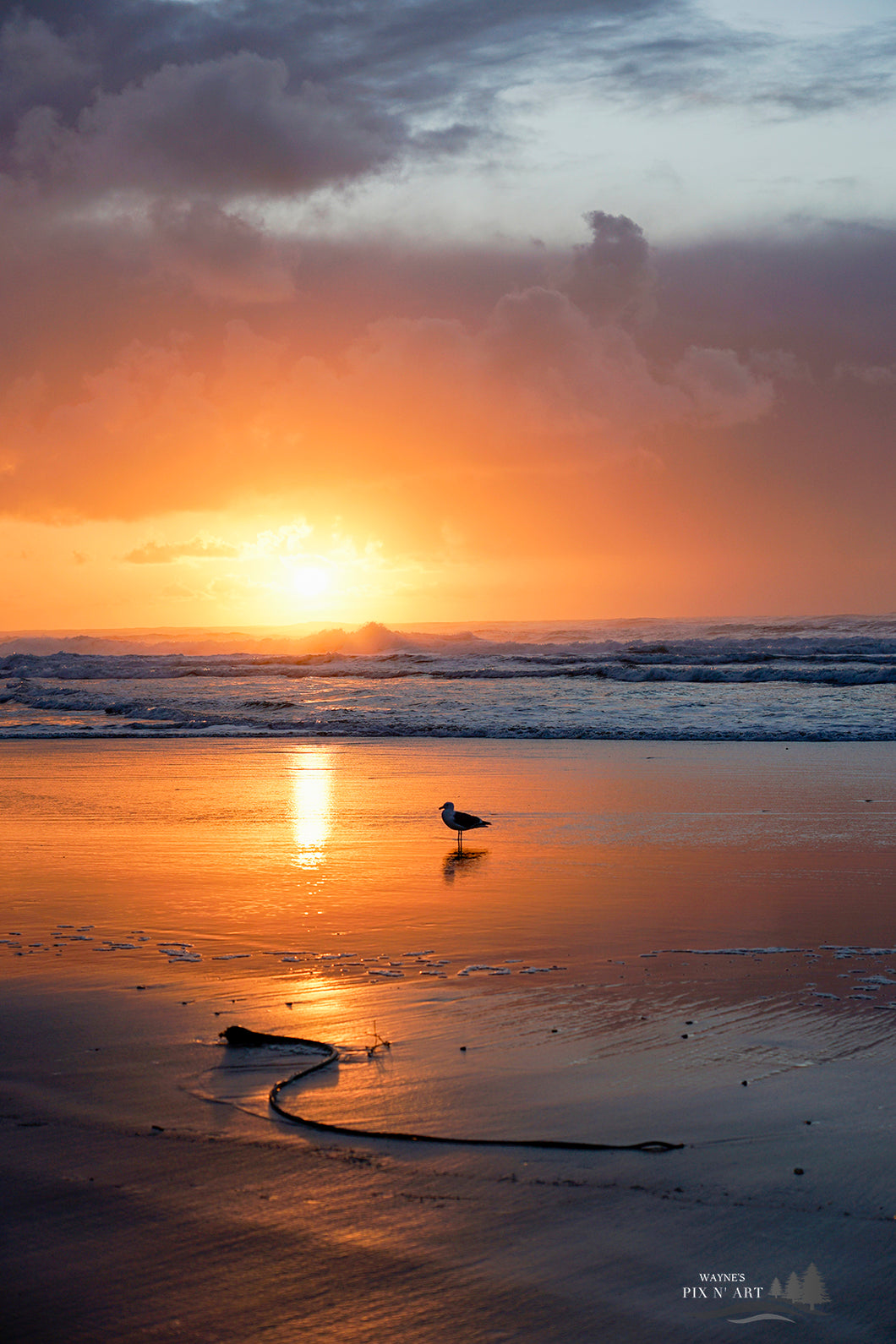 Photo: Seagull at Sunset