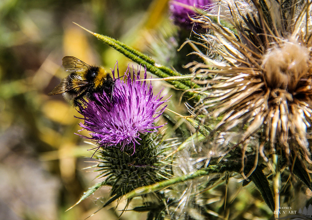 Photo: Bee Closeup