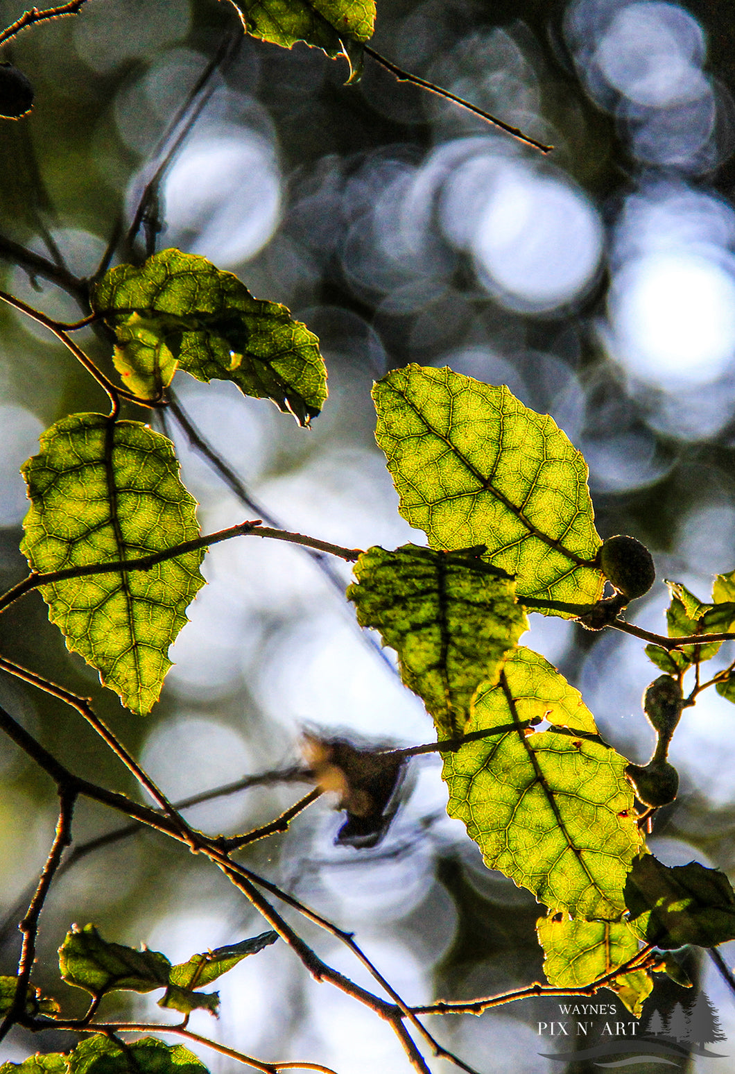 Photo: Leaves in Sunshine