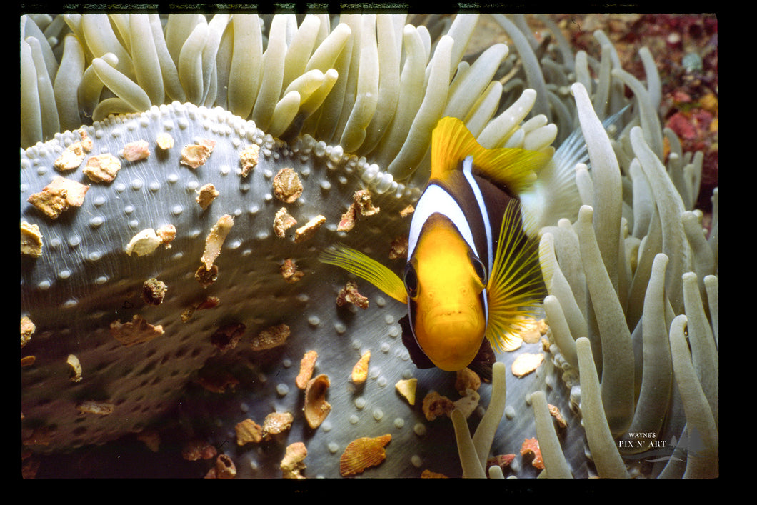 Underwater Photo: Clark's Anemone Fish
