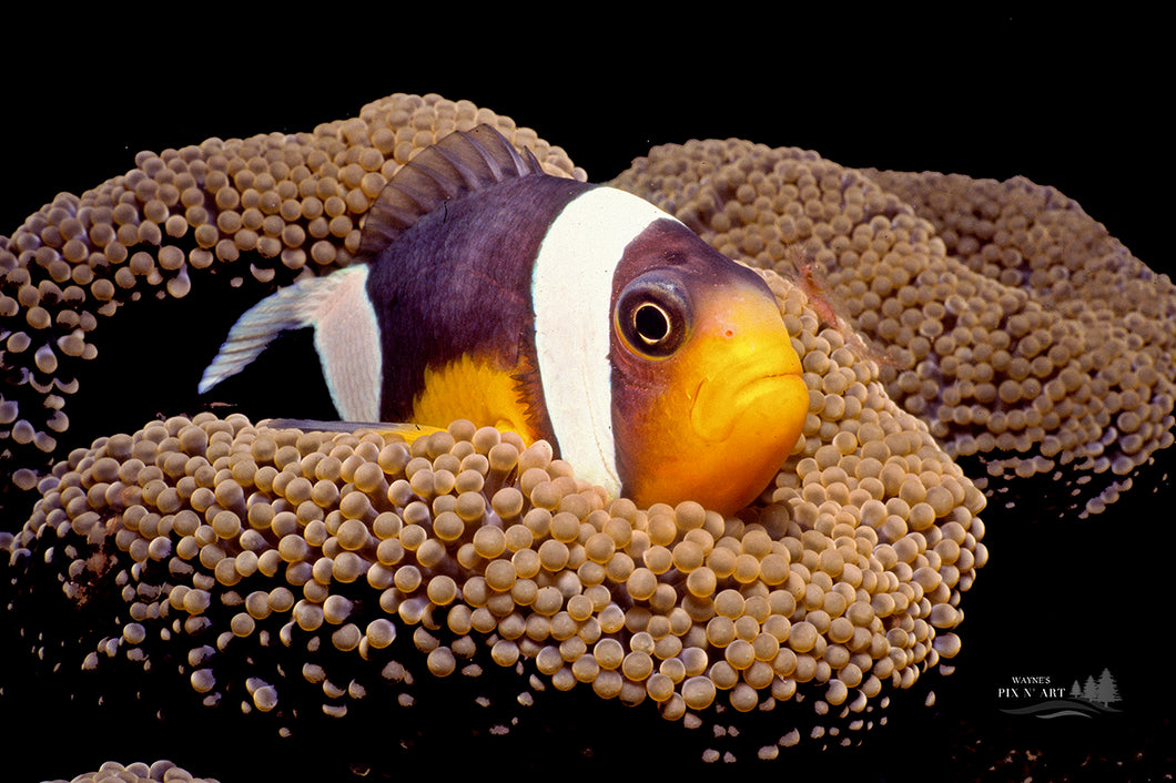 Underwater Photo:  Clownfish